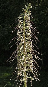 Lizard Orchid - Himantoglossum hircinum © Teresa Farino